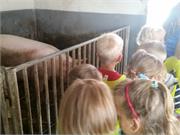 obisk kmetije KARLO  (09)